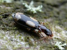 Attēlu rezultāti vaicājumam “Dromius quadrimaculatus”