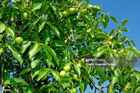 Attēlu rezultāti vaicājumam “Juglans regia fruit”