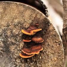 Attēlu rezultāti vaicājumam “Athelia pyriformis”