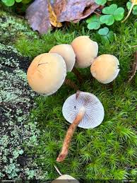 Attēlu rezultāti vaicājumam “Fuligo licentii”