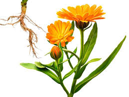 Attēlu rezultāti vaicājumam “Calendula officinalis”