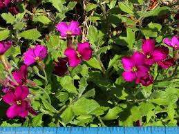 Image result for Aubrieta hybrida (cultorum)