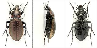 Attēlu rezultāti vaicājumam “Carabus arcensis”