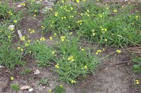 Image result for Diplotaxis tenuifolia
