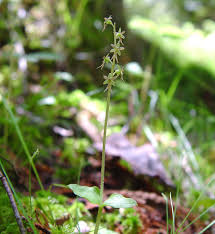 Attēlu rezultāti vaicājumam “Listera cordata fruit”