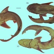 Image result for Paragaleus pectoralis