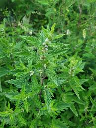 Attēlu rezultāti vaicājumam “Lycopus europaeus”