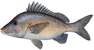 Image result for Haemulon plumierii