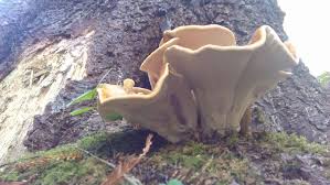 Attēlu rezultāti vaicājumam “Bondarzewia mesenterica”