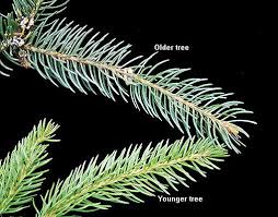 Attēlu rezultāti vaicājumam “Picea abies leaf”