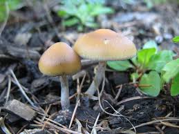Attēlu rezultāti vaicājumam “Psilocybe sp.”