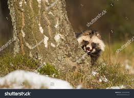 Attēlu rezultāti vaicājumam “Nyctereutes procyonoides”