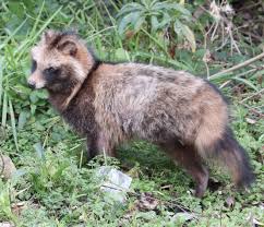 Attēlu rezultāti vaicājumam “Nyctereutes procyonoides”