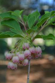 Attēlu rezultāti vaicājumam “Enkianthus chinensis flower”