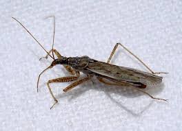 Attēlu rezultāti vaicājumam “Nabidae”