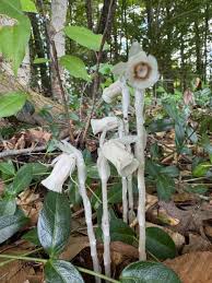Attēlu rezultāti vaicājumam “Plantago uniflora”