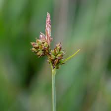 Attēlu rezultāti vaicājumam “Carex pilulifera”