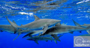 Image result for Carcharhinus galapagensis
