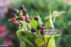 Image result for Rubus sectio