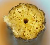 Attēlu rezultāti vaicājumam “Scheuchzeriaceae”