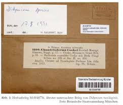 Attēlu rezultāti vaicājumam “Didymium tussilaginis”