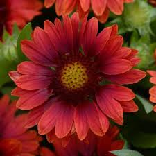 Image result for Gaillardia