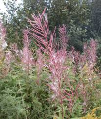 Attēlu rezultāti vaicājumam “Epilobium angustifolium fruit”
