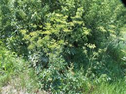 Attēlu rezultāti vaicājumam “Heracleum sphondylium subsp. sibiricum”