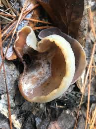 Attēlu rezultāti vaicājumam “Peziza vesiculosa”