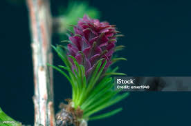Attēlu rezultāti vaicājumam “Larix kaempferi female flower”