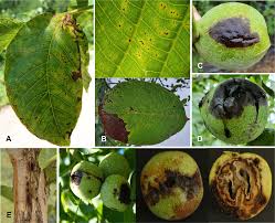 Attēlu rezultāti vaicājumam “Juglans x sinensis”
