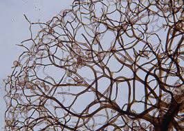 Attēlu rezultāti vaicājumam “Paradiacheopsis rigida stalked”