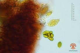 Attēlu rezultāti vaicājumam “Verrucaria hydrela”