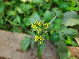 Attēlu rezultāti vaicājumam “Rorippa palustris leaf”
