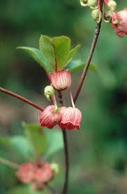 Attēlu rezultāti vaicājumam “Enkianthus chinensis leaf”