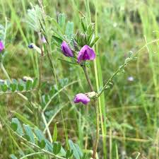 Attēlu rezultāti vaicājumam “Vicia hirsuta flower”