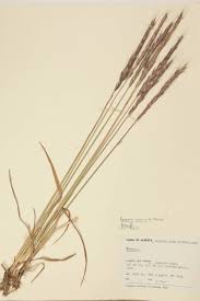 Attēlu rezultāti vaicājumam “Elymus caninus”