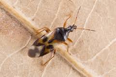 Attēlu rezultāti vaicājumam “Anthocoris nemorum”