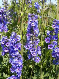 Image result for Delphinium consolida