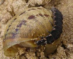 Attēlu rezultāti vaicājumam “Lampyris noctiluca larva”