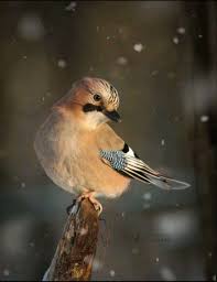 Attēlu rezultāti vaicājumam “Garrulus glandarius”
