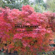 Image result for Acer palmatum `Orange Dream`