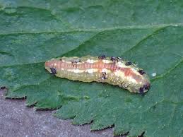 Attēlu rezultāti vaicājumam “Syrphus sp. larva”