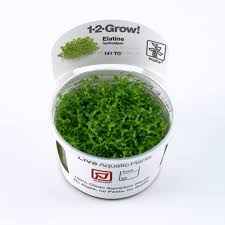 Attēlu rezultāti vaicājumam “Elatine hydropiper leaf”