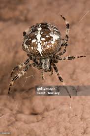 Attēlu rezultāti vaicājumam “Araneus diadematus female”