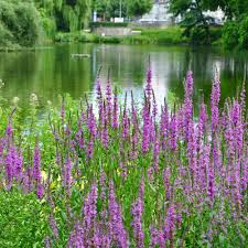 Image result for Blutweiderich