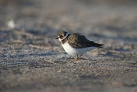 Attēlu rezultāti vaicājumam “Charadrius hiaticula adult”