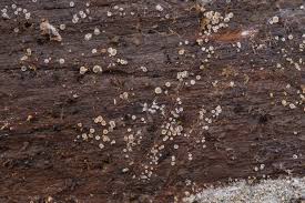 Attēlu rezultāti vaicājumam “Neocudoniella albiceps”