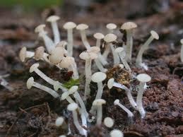 Attēlu rezultāti vaicājumam “Cudoniella acicularis”