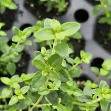 Attēlu rezultāti vaicājumam “Thymus vulgaris leaf”